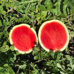 Hybrid Triploid (Seedless) Personal Size Watermelon - Nectaro