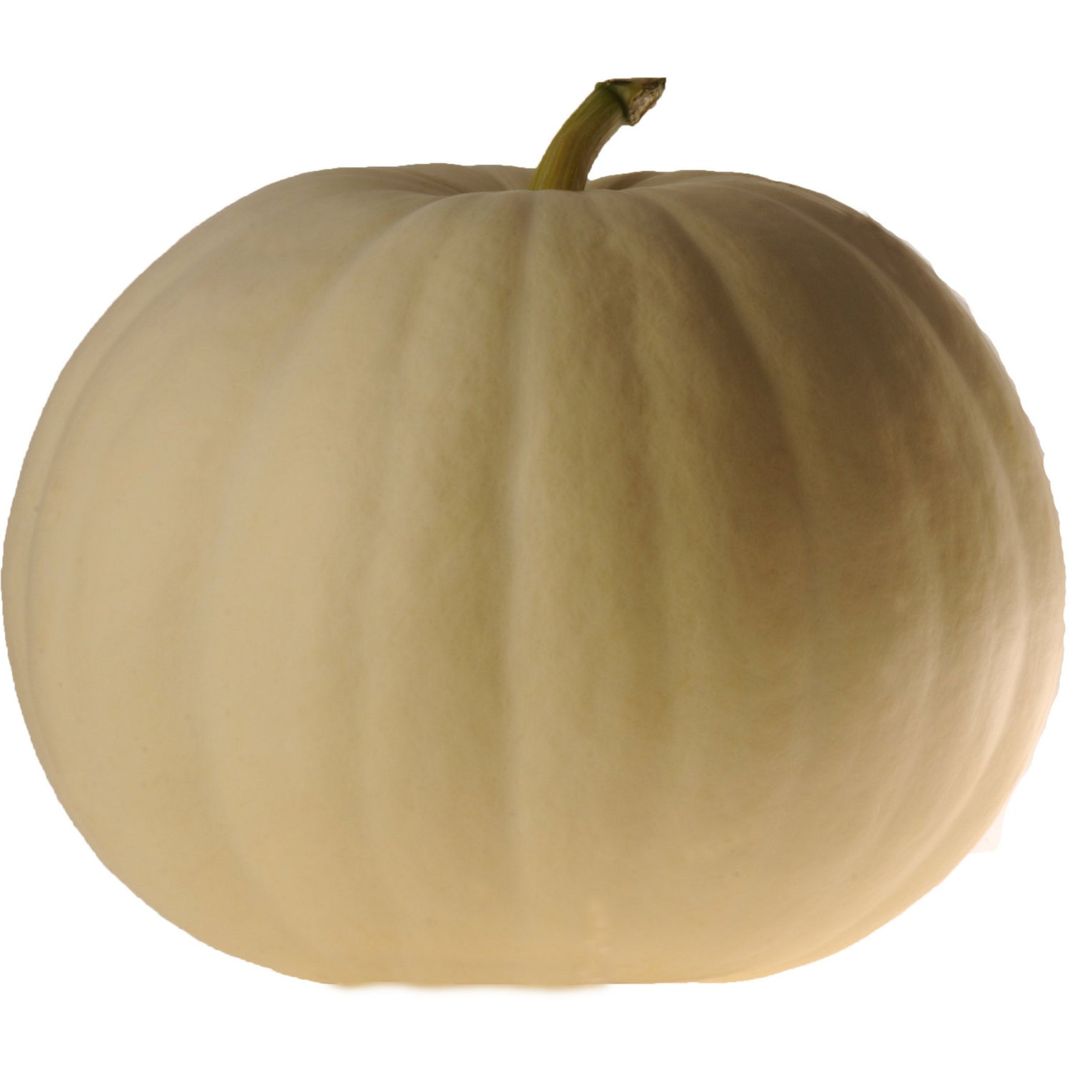 Hybrid White Pumpkin - New Moon