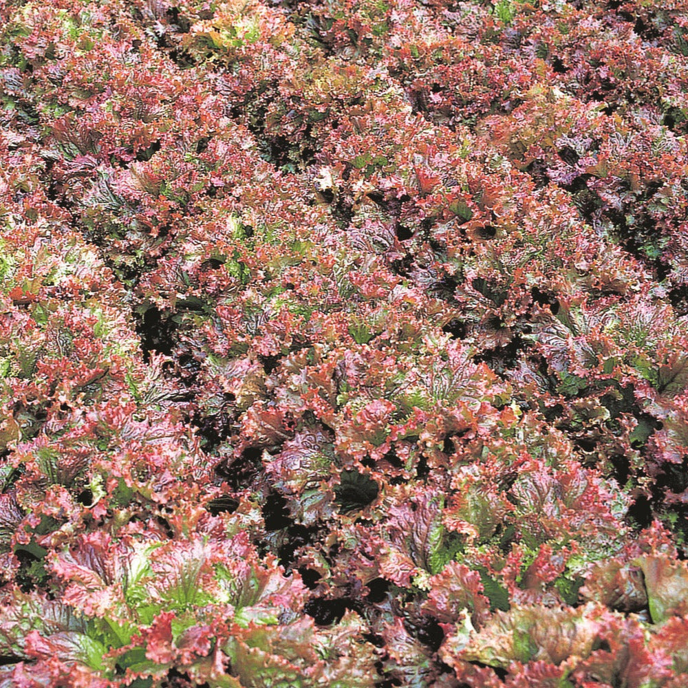 OP Red Leaf Lettuce - New Red Fire