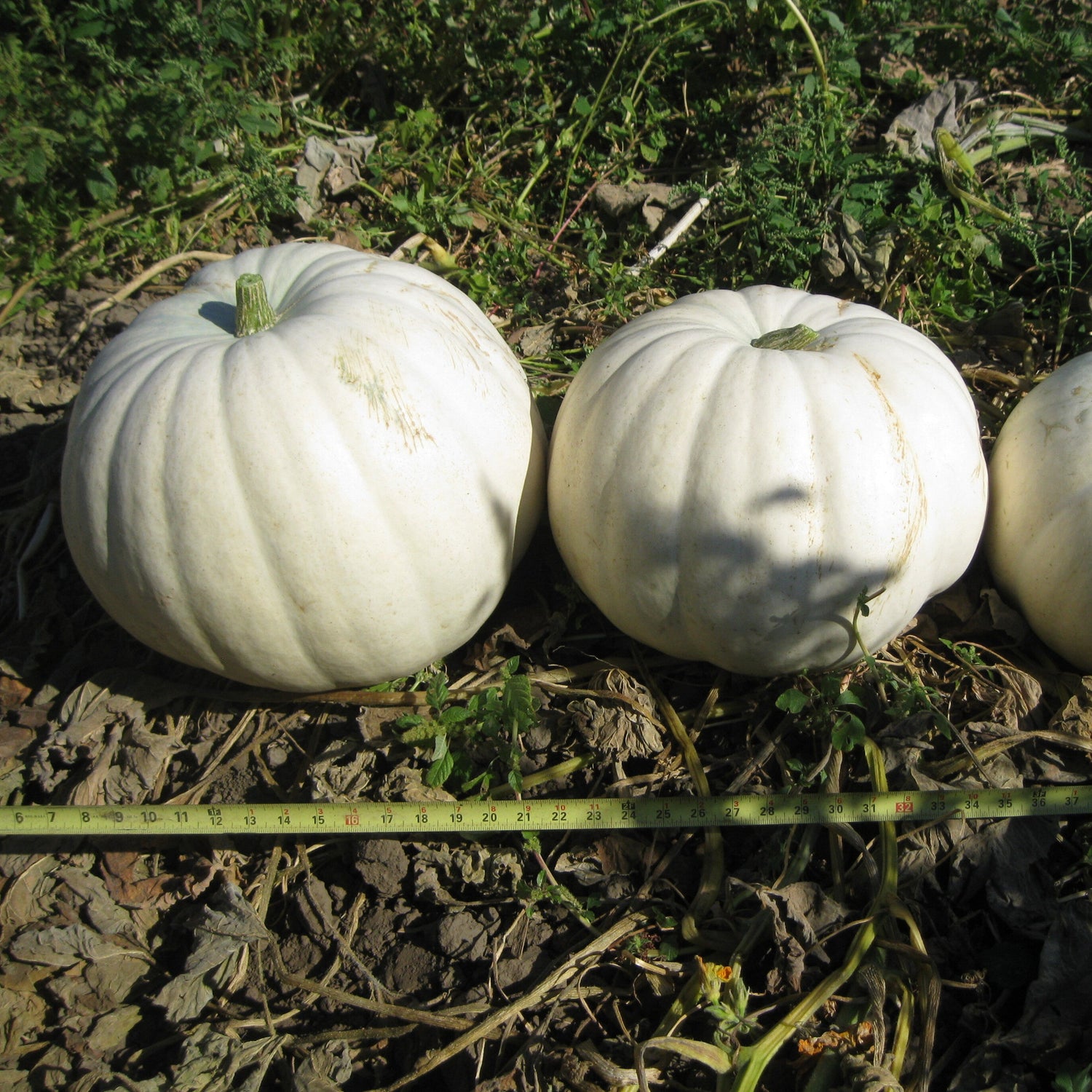 Hybrid White Pumpkin - New Moon