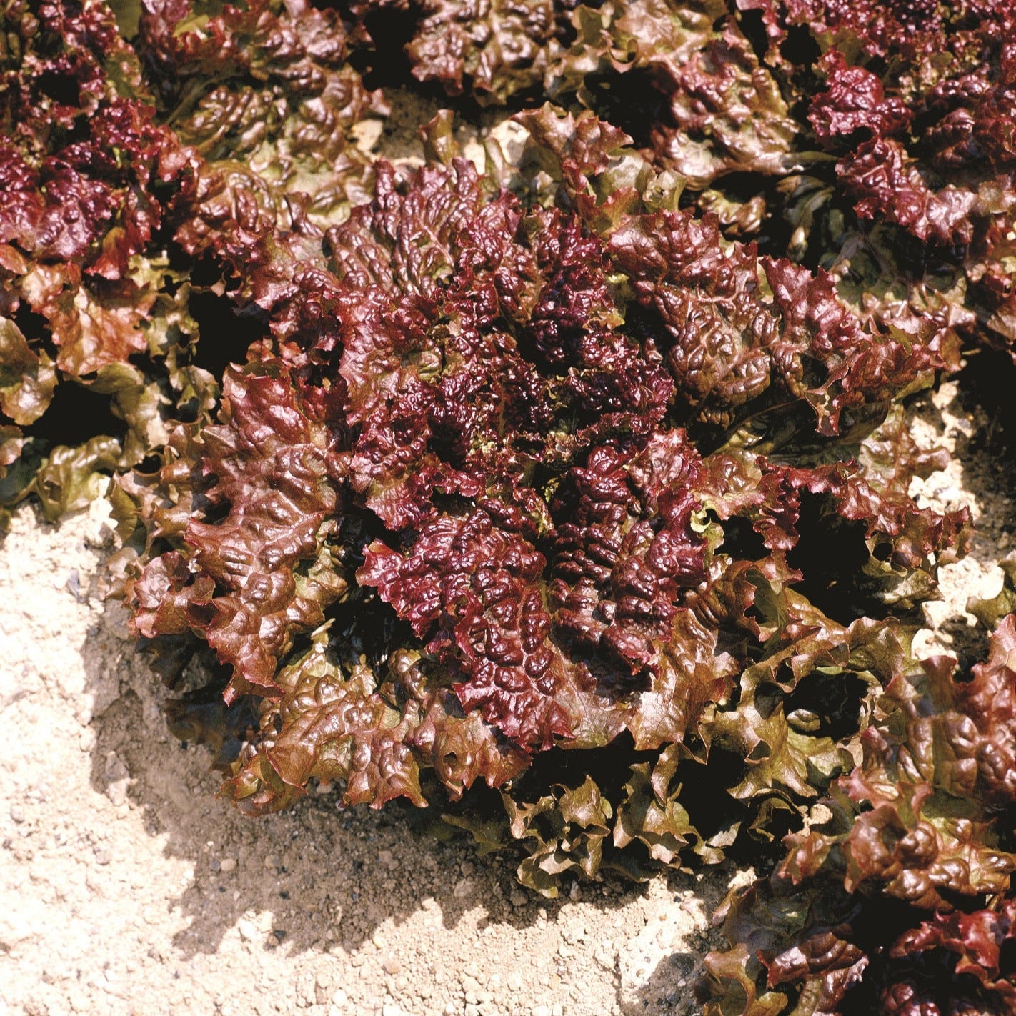 OP Red Leaf Lettuce - New Red Fire