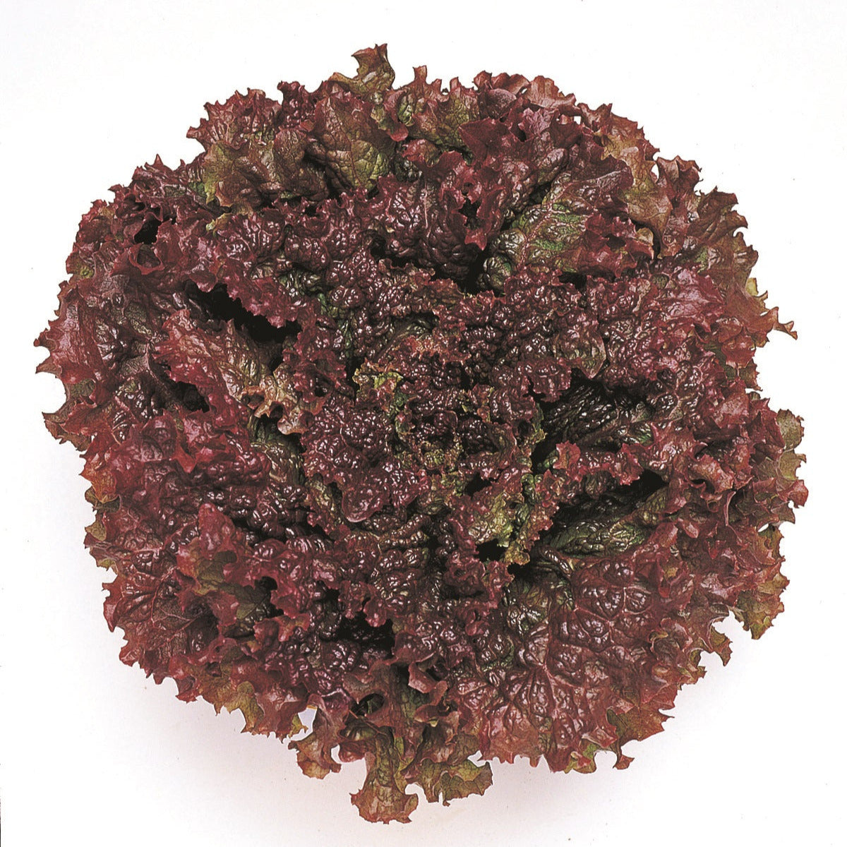 OP Red Leaf Lettuce - New Red Fire