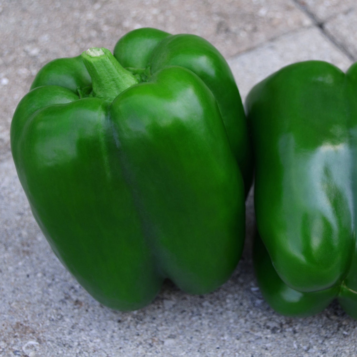 Hybrid Red Bell Pepper - Ninja S10