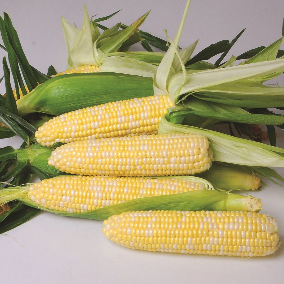 Hybrid Supersweet Bicolor Corn - Nirvana