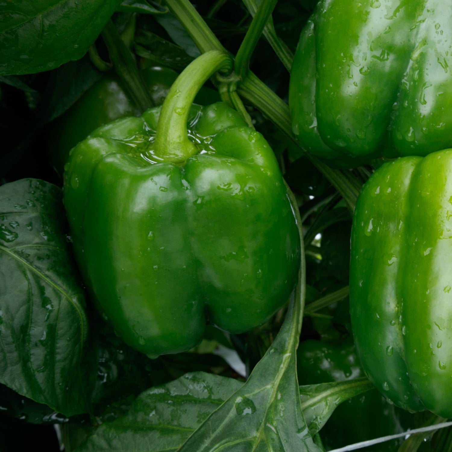 Hybrid Red Bell Pepper - Nitro S10