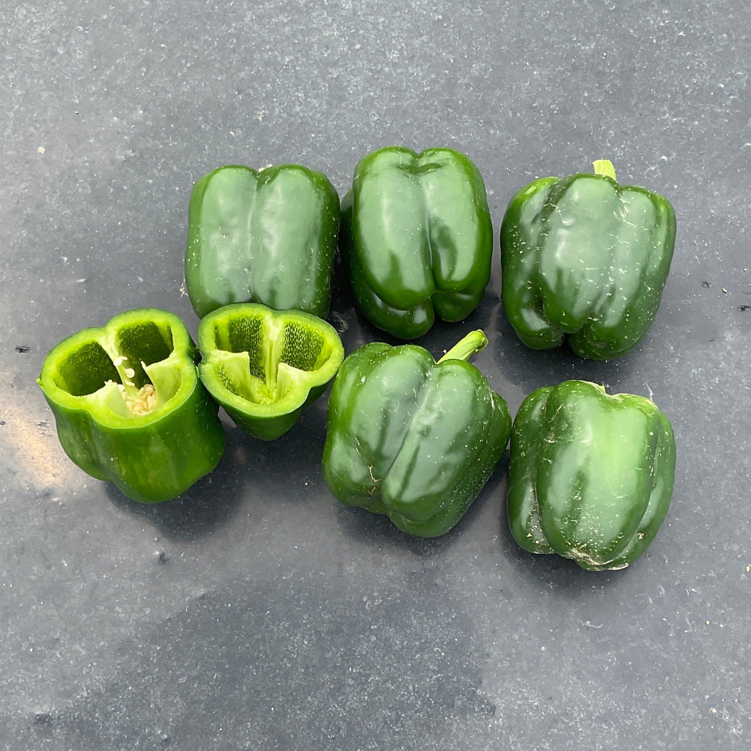 Hybrid Red Bell Pepper - Nitro S10