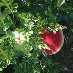 Hybrid In Row Pollenizer (Seeded) Watermelon - ORS 110