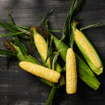 Hybrid Supersweet Bicolor Corn - Oasis MXR