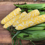 Hybrid Supersweet Bicolor Corn - Octane