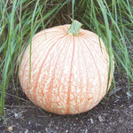 OP Specialty Pumpkin - One Too Many