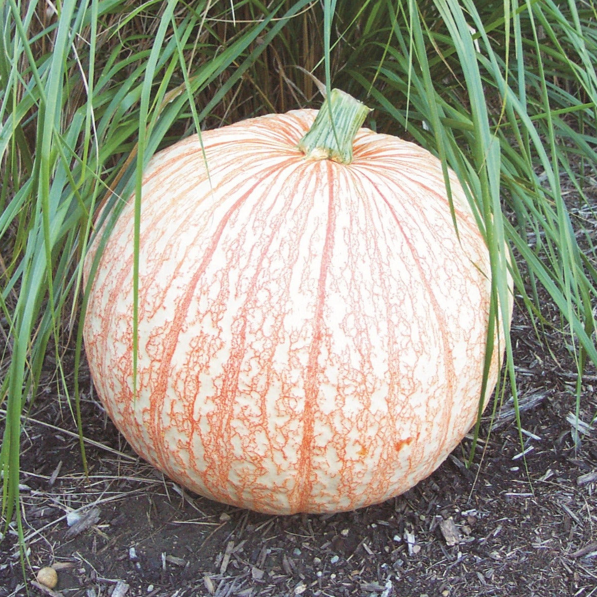 OP Specialty Pumpkin - One Too Many
