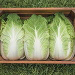 Hybrid Napa Cabbage - Optiko
