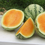 Hybrid Triploid (Seedless) Orange Flesh Watermelon - Orange Crisp