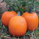 Hybrid Carving Pumpkin - Orange Rave