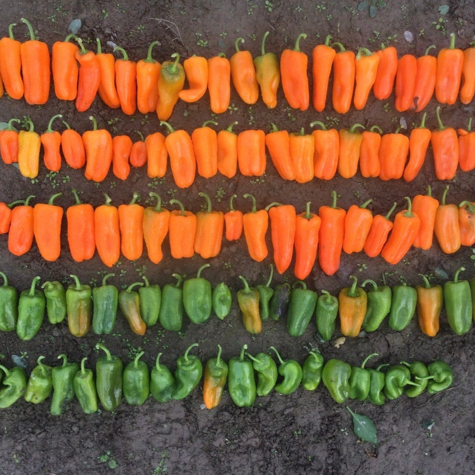 Hybrid Orange Mini Pepper - Orange Delite