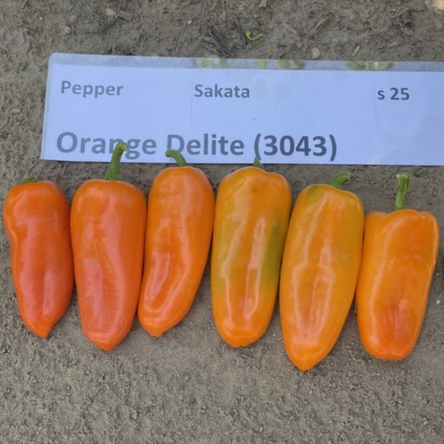Hybrid Orange Mini Pepper - Orange Delite
