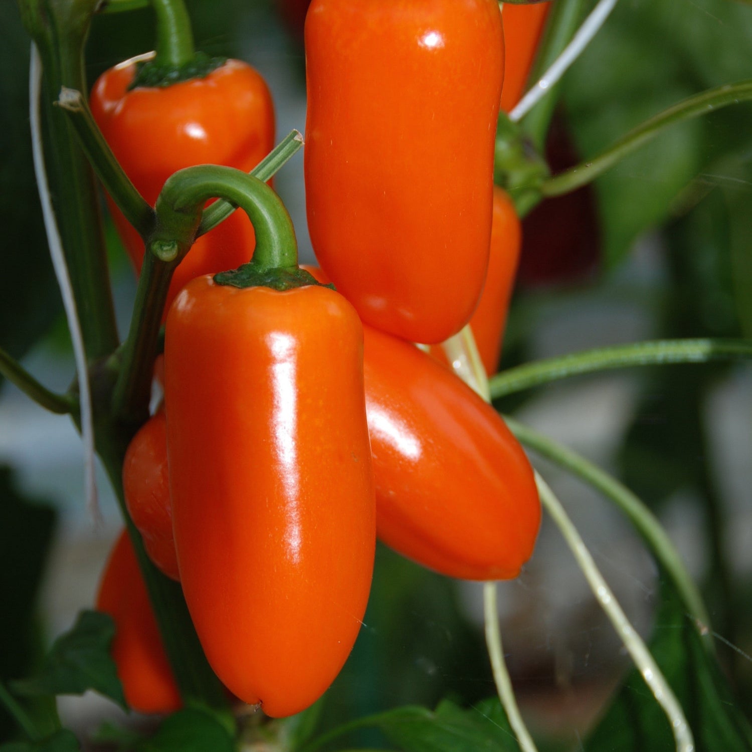 Hybrid Orange Mini Pepper - Orange Sweetie