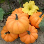 Hybrid Mini Pumpkin - Orangita