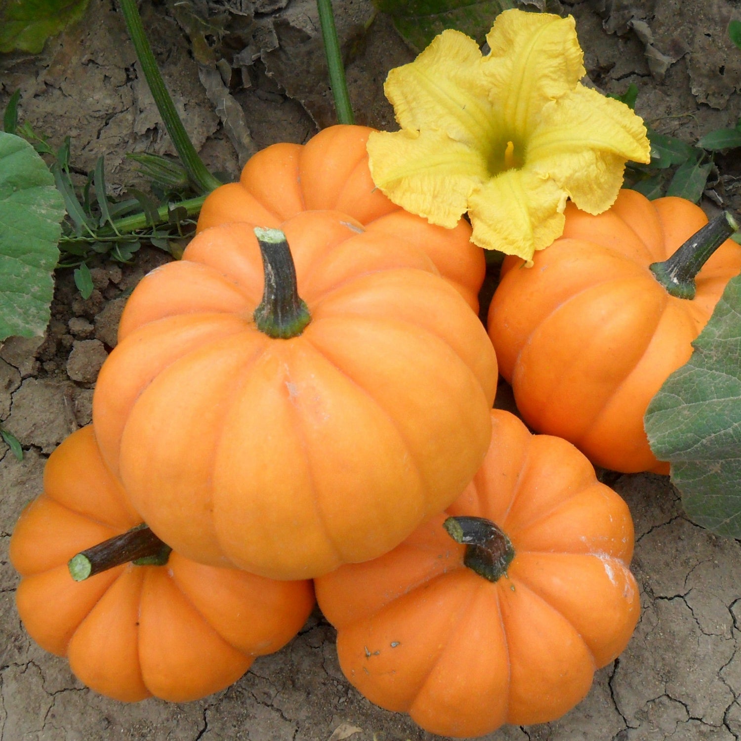 Hybrid Mini Pumpkin - Orangita