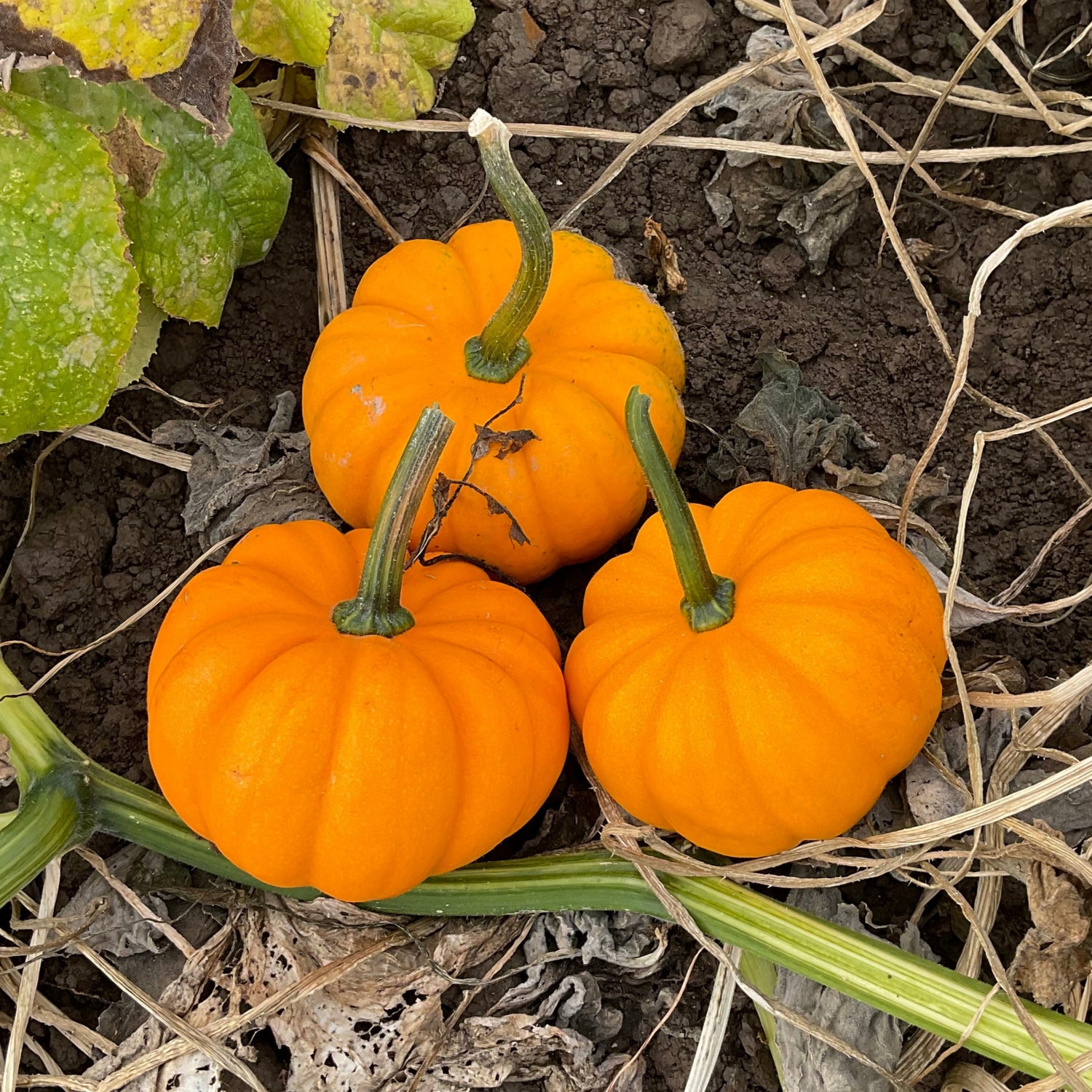 Hybrid Mini Pumpkin - Orangita