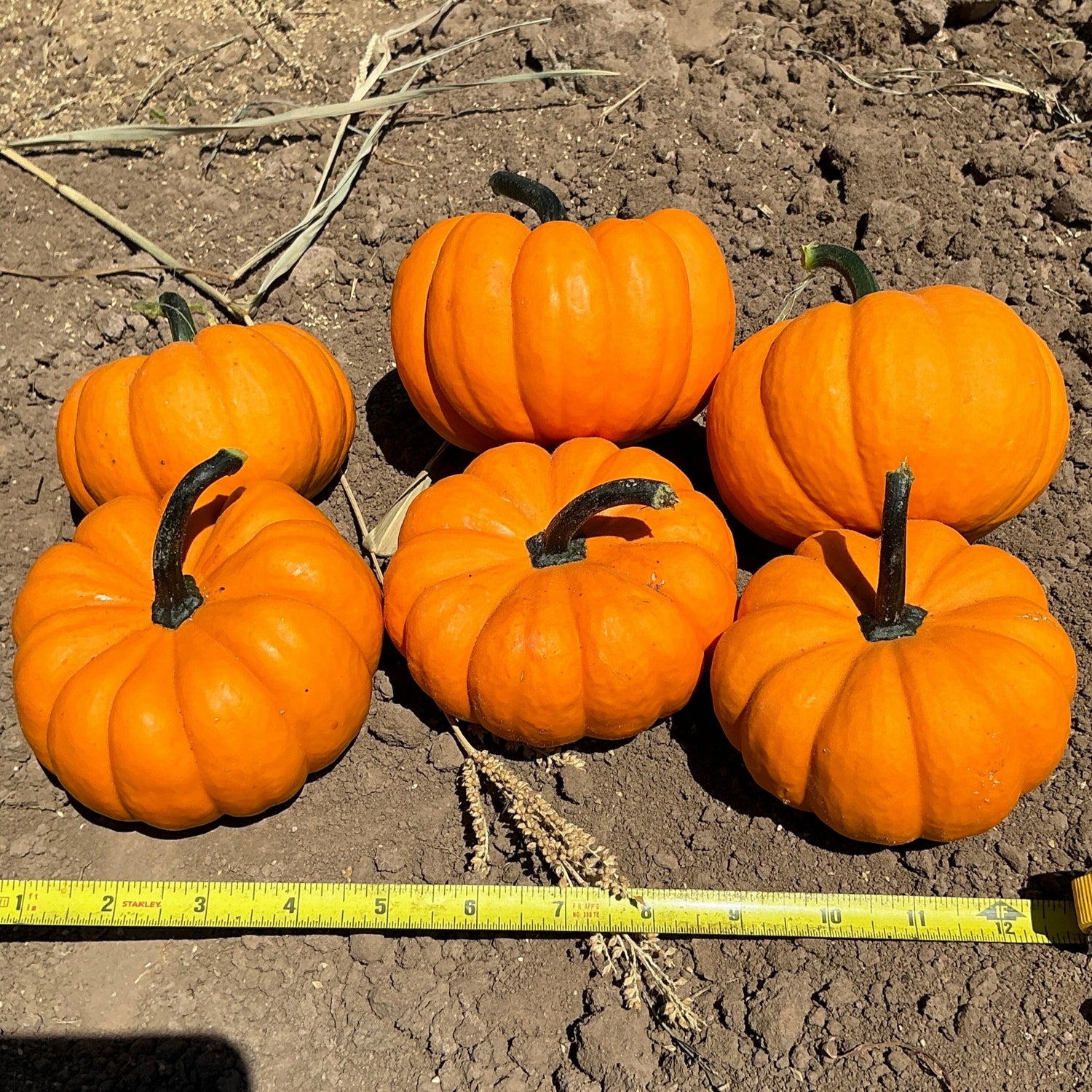 Hybrid Mini Pumpkin - Orangita