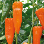Hybrid Orange Conical Pepper - Oranos
