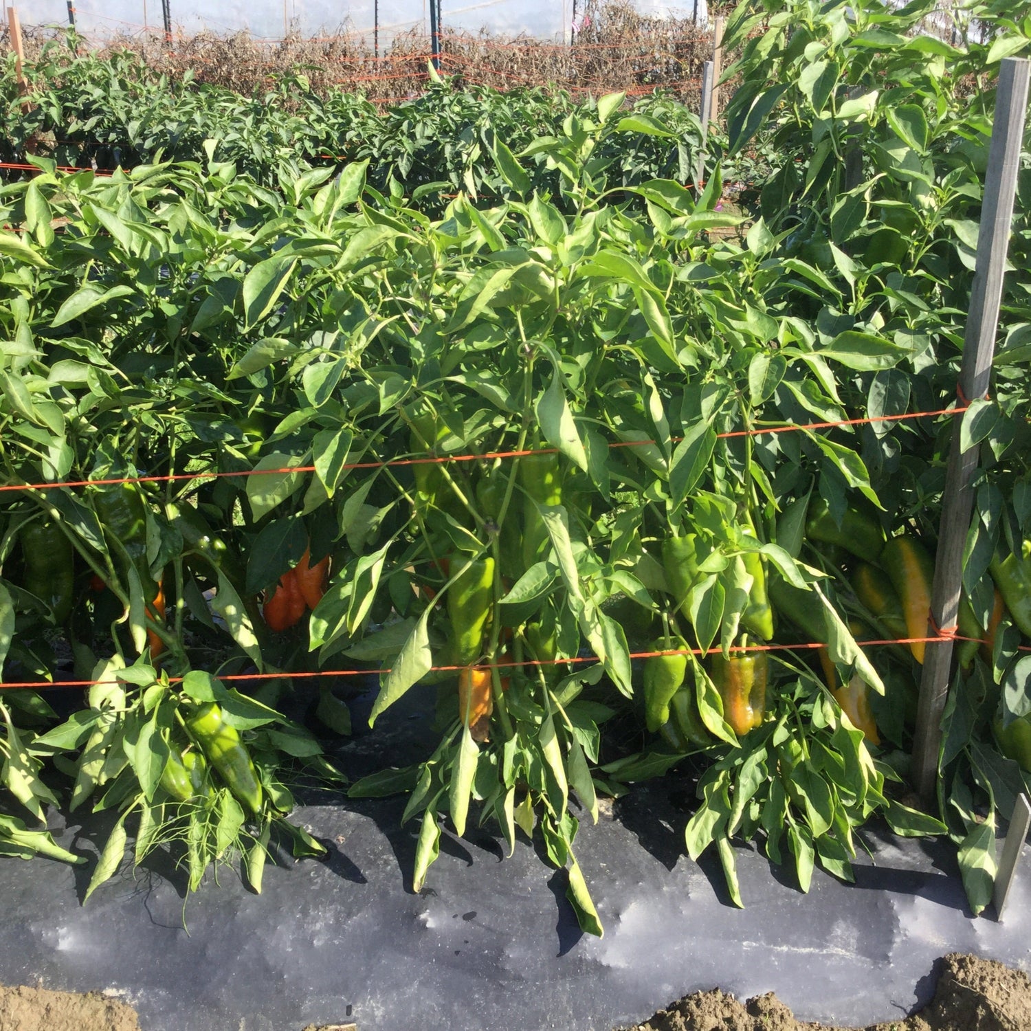 Hybrid Orange Conical Pepper - Oranos