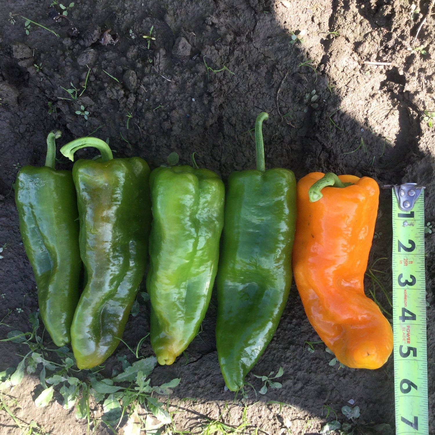 Hybrid Orange Conical Pepper - Oranos