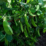 OP Snow Pea - Oregon Sugar Pod II