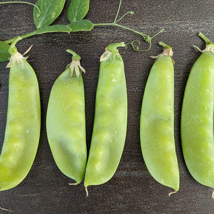 OP Snow Pea - Oregon Sugar Pod II