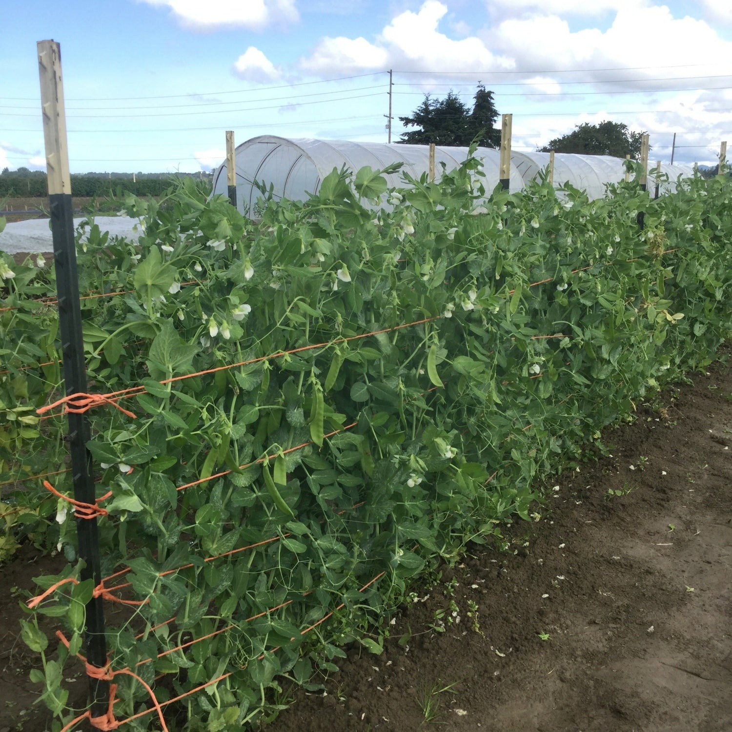 OP Snow Pea - Oregon Sugar Pod II