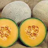 Hybrid Cantaloupe - Oro Rico