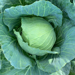 Hybrid Green Cabbage - Osceola