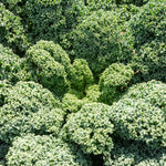 Hybrid Kale - Osprey