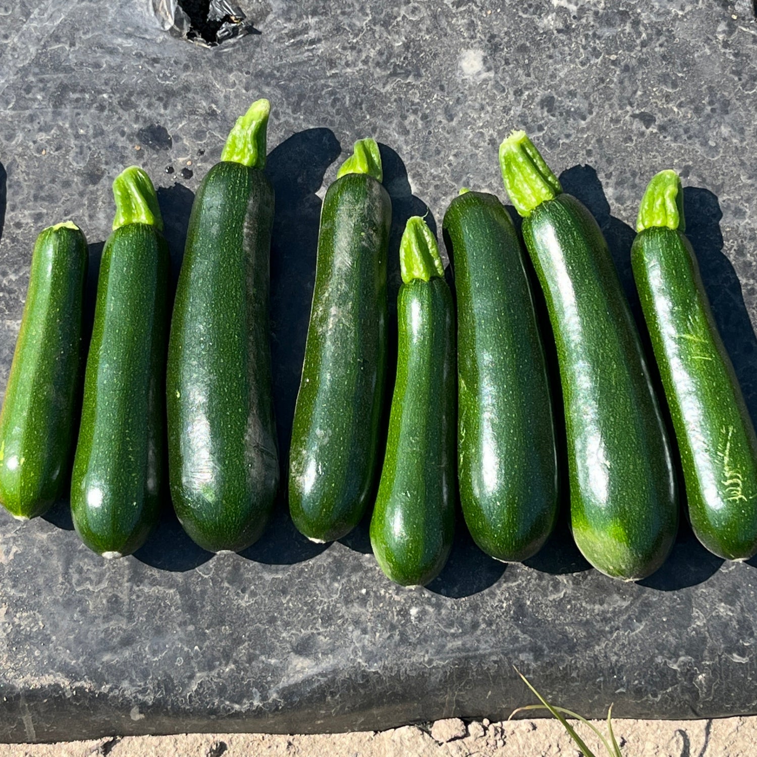 Hybrid Green Zucchini Squash - Outlaw