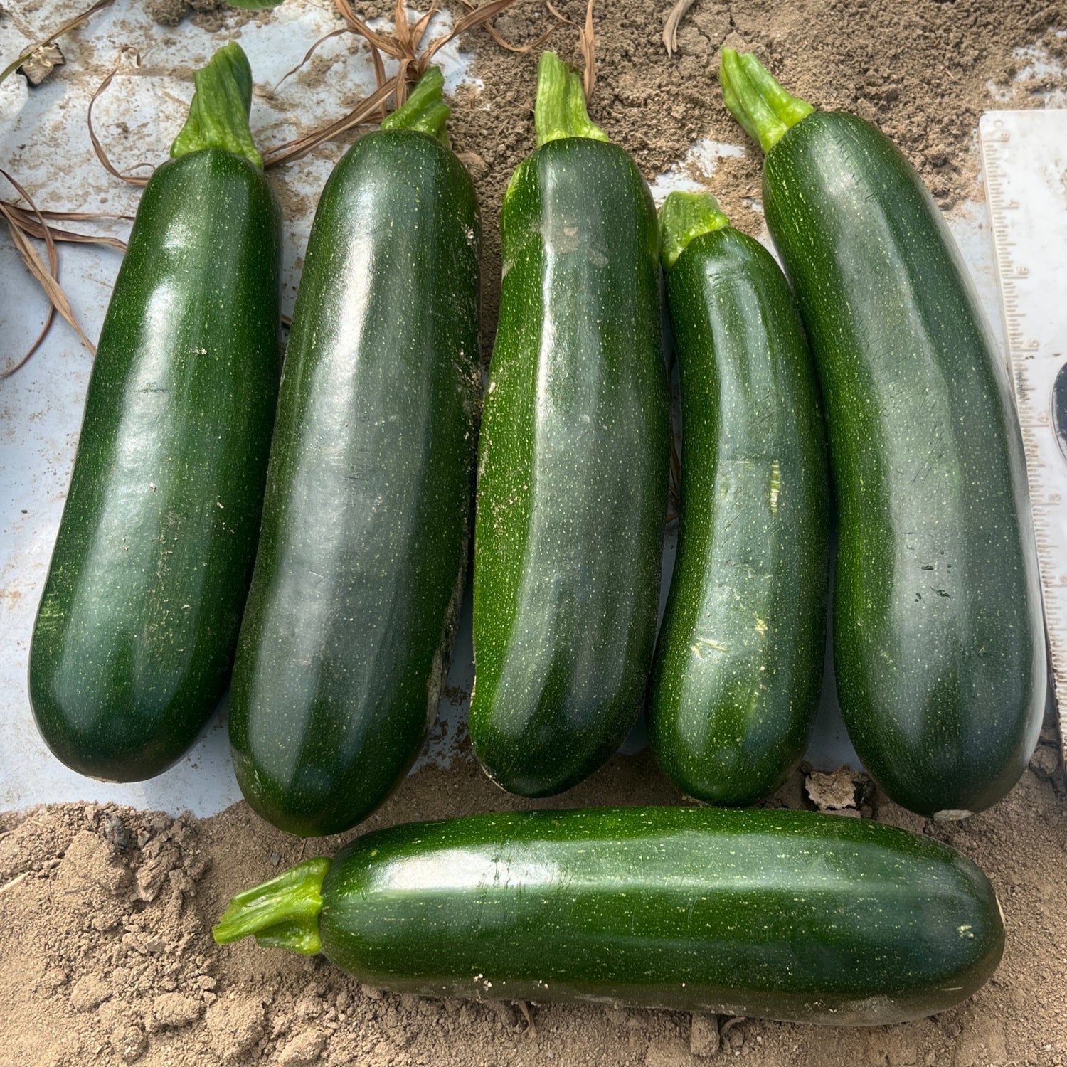 Hybrid Green Zucchini Squash - Outlaw