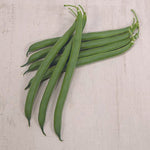 OP Green Bush Bean - Outlaw