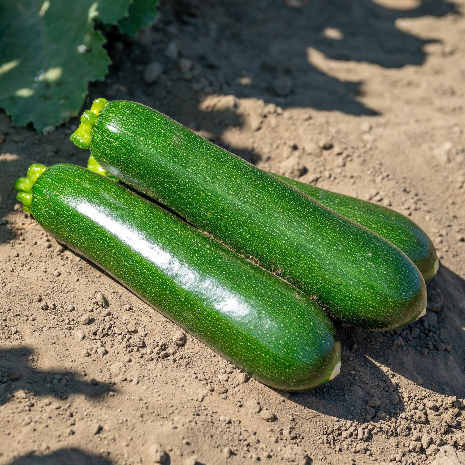 Hybrid Green Zucchini Squash - Outlaw