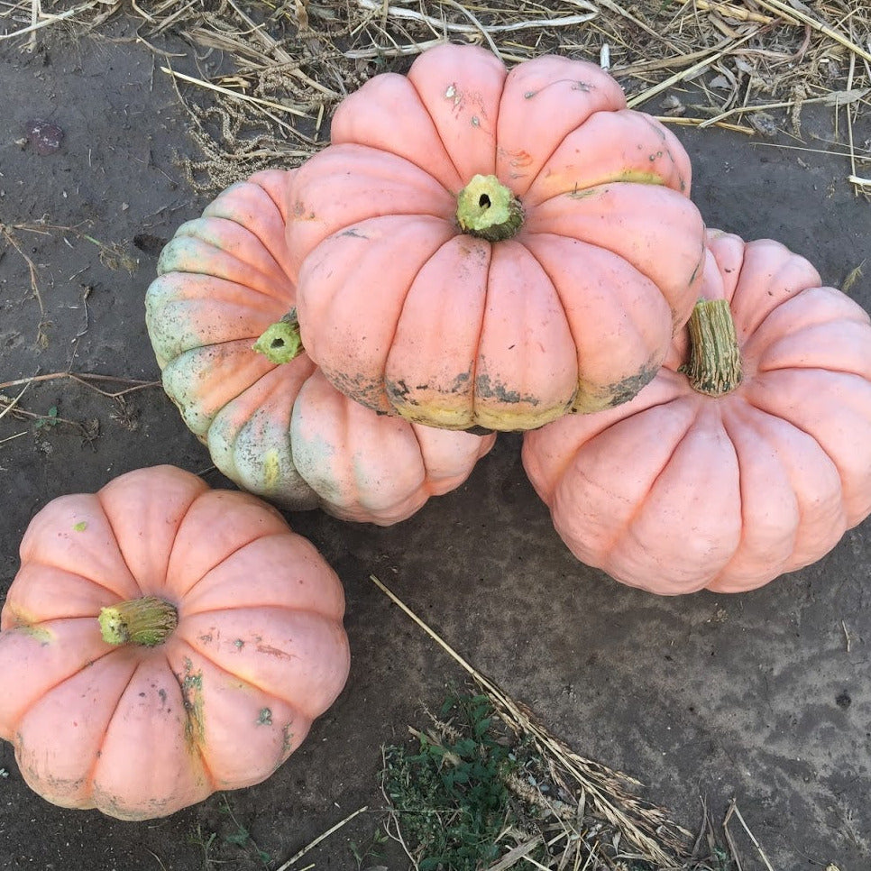 Hybrid Specialty Pumpkin - Porcelain Doll Improved