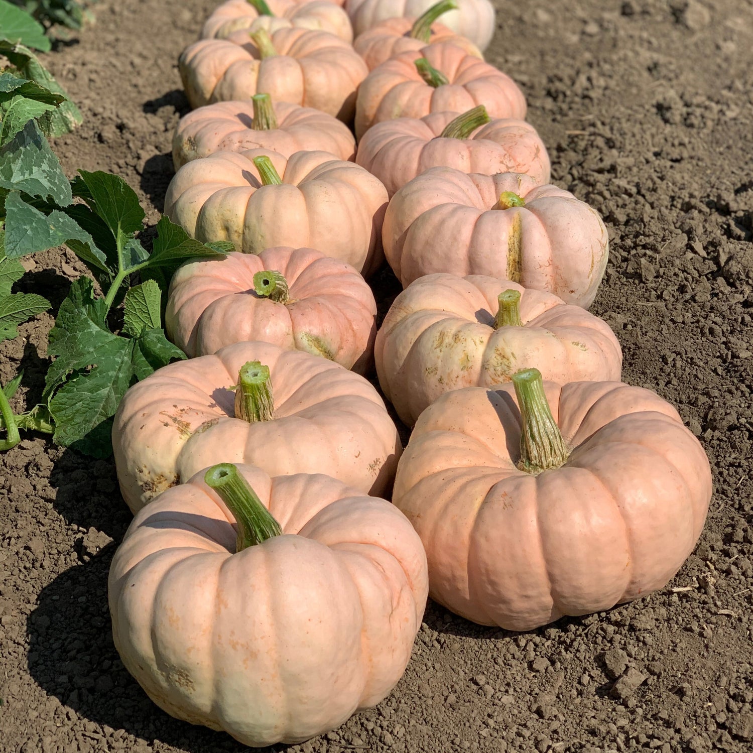 Hybrid Specialty Pumpkin - Porcelain Doll Improved