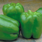 Hybrid Red Bell Pepper - Paladin