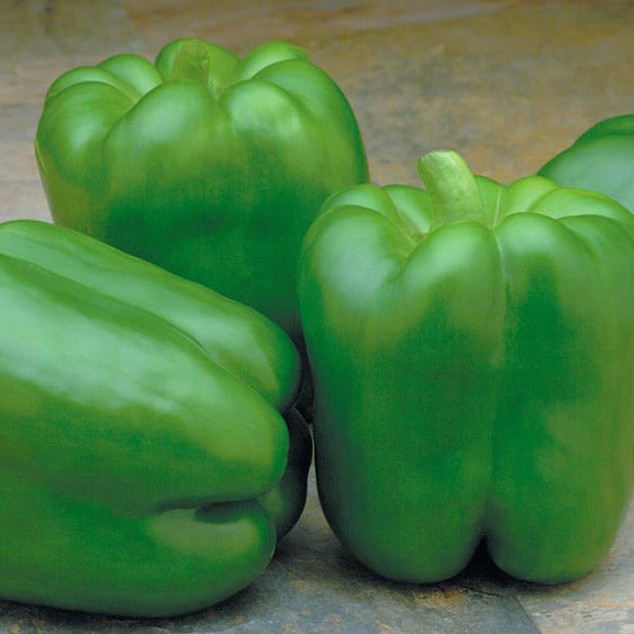 Hybrid Red Bell Pepper - Paladin