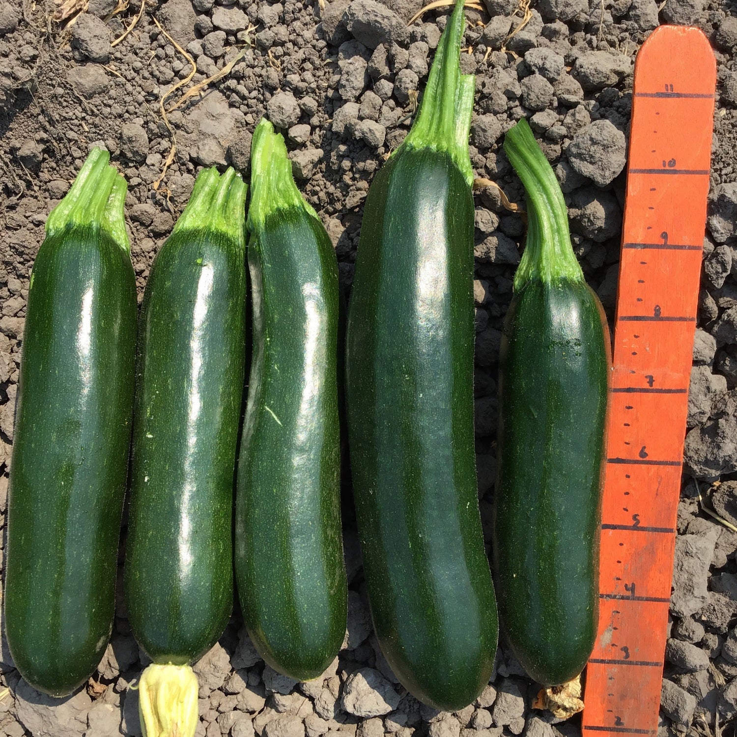 Hybrid Green Zucchini Squash - Parma