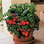 Hybrid Round Red Tomato - Patio