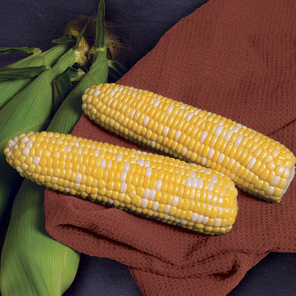 Hybrid Supersweet Bicolor Corn - Patriarch