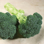 Hybrid Broccoli - Patron