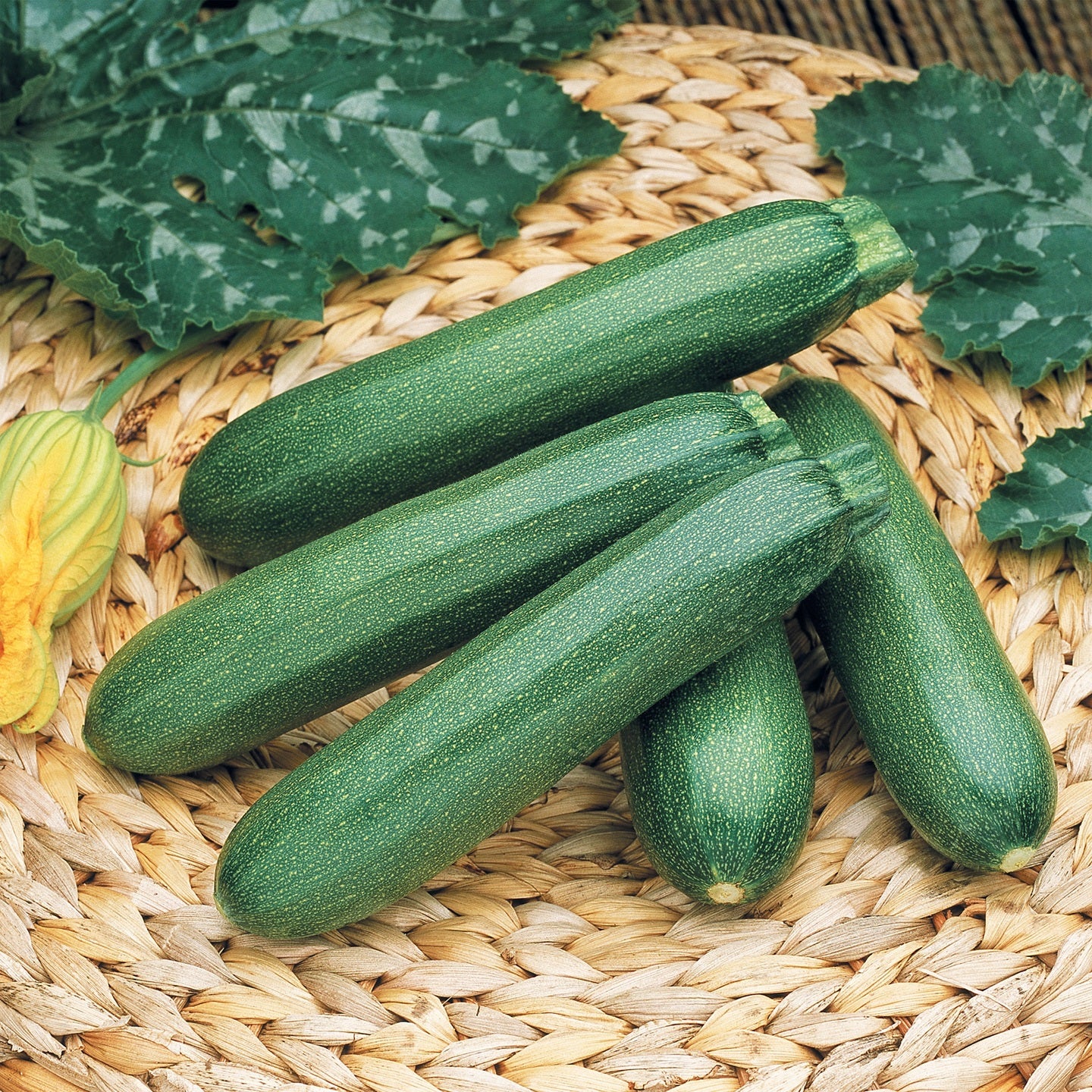 Hybrid Green Zucchini Squash - Payroll
