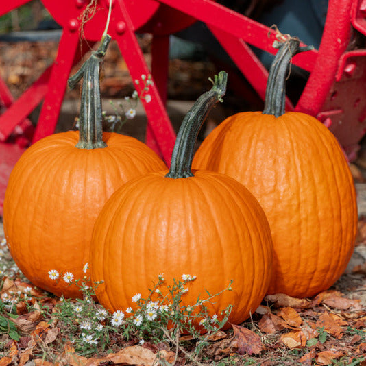 Hybrid Carving Pumpkin - Pegasus