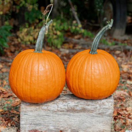 Hybrid Carving Pumpkin - Pegasus