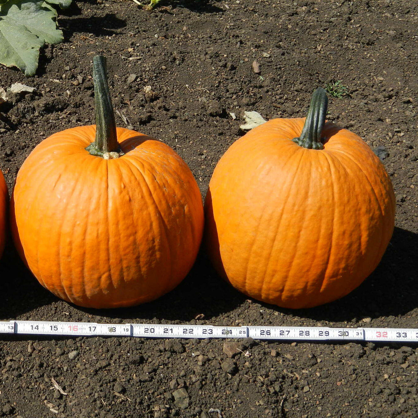 Hybrid Carving Pumpkin - Pegasus